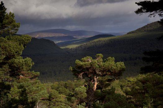 Balmoral Estate, Aberdeenshire, Scotland - Ballochbuie pine forest and far Cairngorms (NCN)