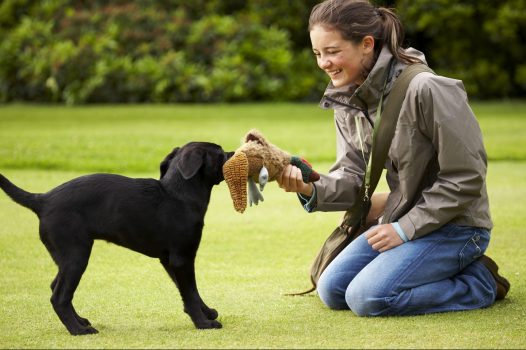 Gun Dog retrieving at Gleneagles Hotel ©Courtesy of Gleneagles