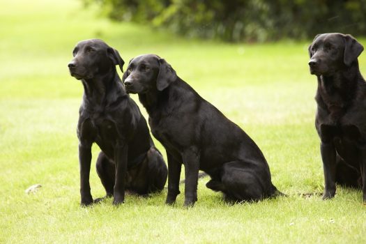 Gun Dogs at Gleneagles Hotel ©Courtesy of Gleneagles